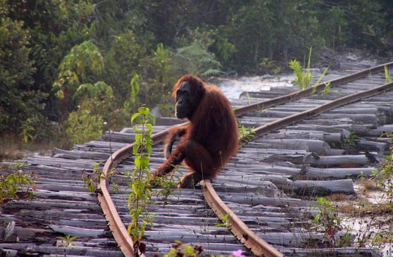Nuevas enfermedades como covid-19 son promovidas por deforestación y calentamiento global 9 Nuevas enfermedades como covid-19 son promovidas por deforestación y calentamiento global