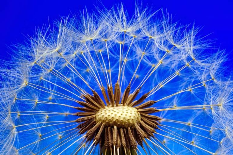 La fascinante inteligencia de las plantas 1 La fascinante inteligencia de las plantas