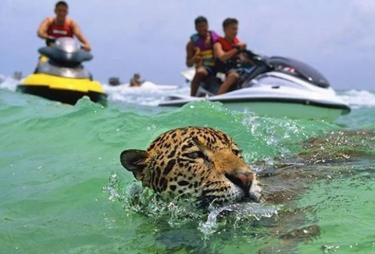 Jaguares maltratados en México: los obligan a nadar encadenados, para los turistas 10 Jaguares maltratados en México: los obligan a nadar encadenados, para los turistas