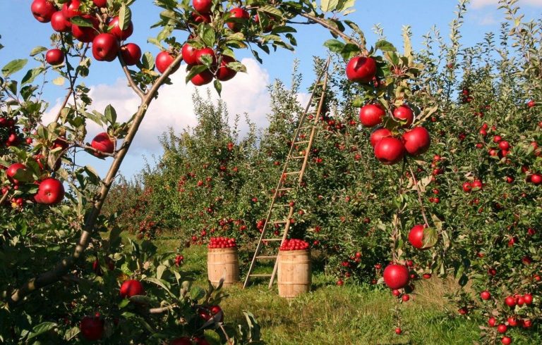 Coronavirus: agricultores piden “un ejército terrestre” para sostener la producción de alimentos 6 Coronavirus: agricultores piden “un ejército terrestre” para sostener la producción de alimentos