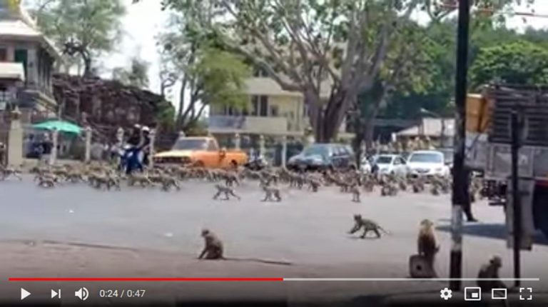 Cientos de monos pelean e invaden las calles de Tailandia por el Coronavirus 8 Cientos de monos pelean e invaden las calles de Tailandia por el Coronavirus