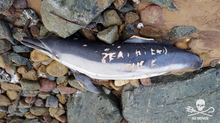 Matanza de delfines: los pescadores amenazan a la ONG Sea Shepherd de una forma macabra 4 Matanza de delfines: los pescadores amenazan a la ONG Sea Shepherd de una forma macabra