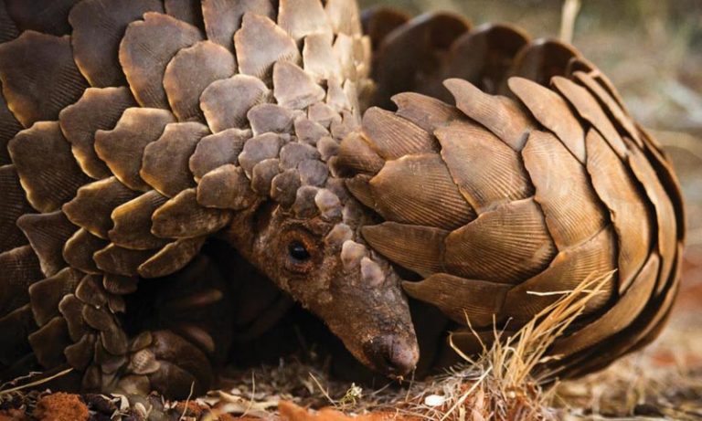 ¿Tiene algo que ver el pangolín con el coronavirus Covid-19? El tráfico de fauna silvestre 5 ¿Tiene algo que ver el pangolín con el coronavirus Covid-19? El tráfico de fauna silvestre