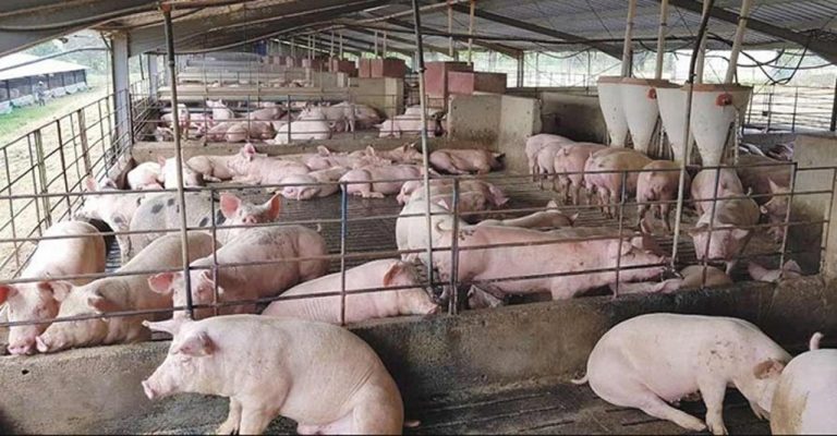 La dimensión ambiental de las pandemias