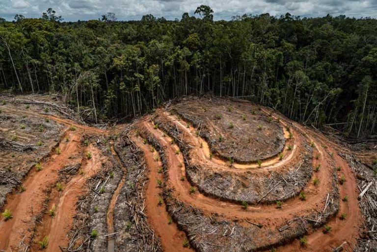 La destrucción de los ecosistemas, el primer paso hacia las pandemias