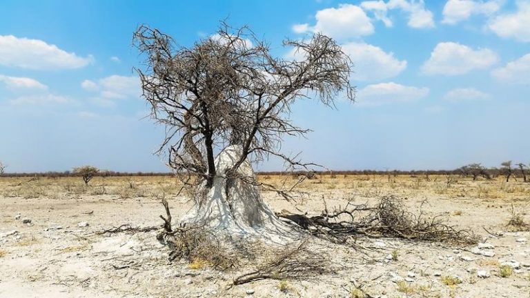 Las termitas pueden ayudar a las plantas resecas a resistir el cambio climático 10 Las termitas pueden ayudar a las plantas resecas a resistir el cambio climático