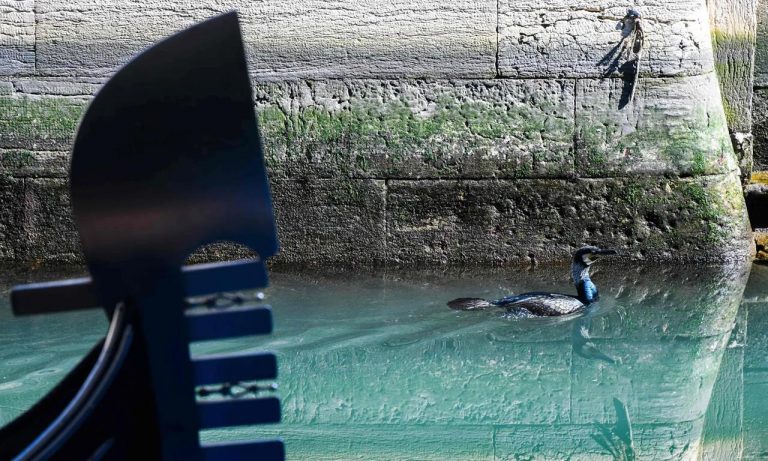 'La naturaleza está recuperando Venecia': la vida silvestre vuelve a la ciudad libre de turistas 1 ‘La naturaleza está recuperando Venecia’: la vida silvestre vuelve a la ciudad libre de turistas