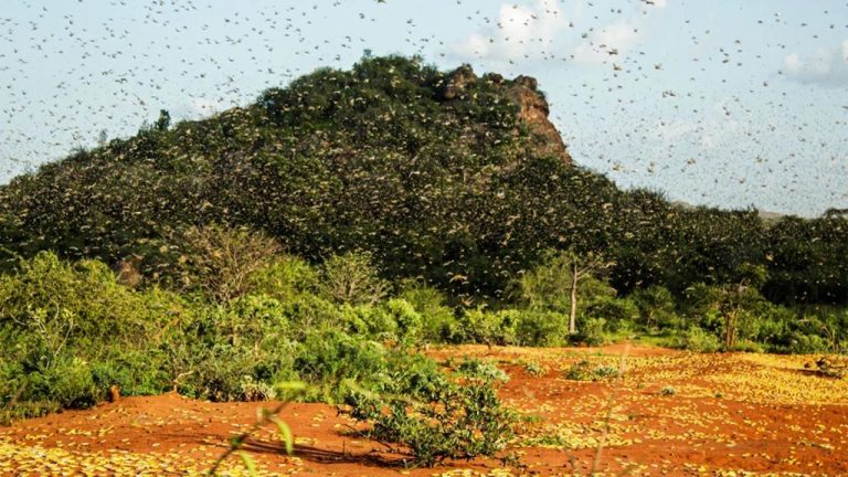 Langostas y coronavirus: una pesadilla bíblica que asola África