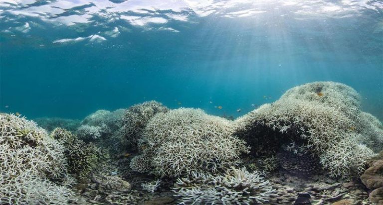 La Gran Barrera de Coral acaba de experimentar su evento de blanqueamiento más extendido del que se tiene registro 2 La Gran Barrera de Coral acaba de experimentar su evento de blanqueamiento más extendido del que se tiene registro