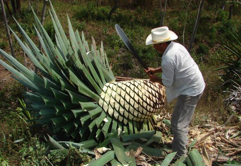 Agave puede usarse como desinfectante de manos y para biocombustibles 2 Agave puede usarse como desinfectante de manos y para biocombustibles
