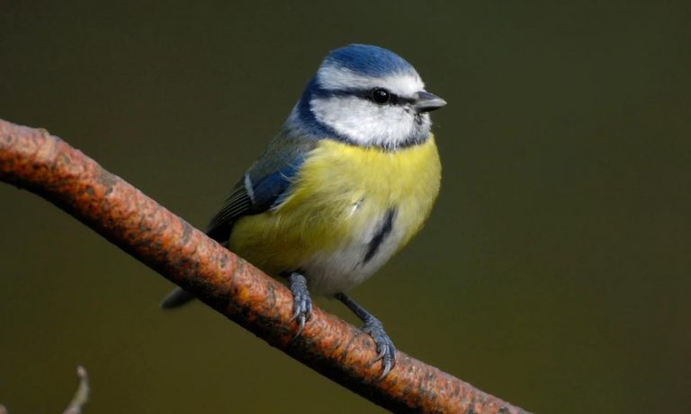 Miles de aves están muriendo en Alemania por una misteriosa enfermedad 6 Miles de aves están muriendo en Alemania por una misteriosa enfermedad