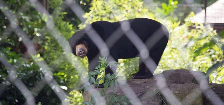 China aprueba medicina con bilis de oso para Covid-19