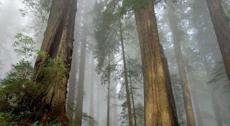 Los bosques maduros no almacenarán más carbono de la atmósfera 9 Los bosques maduros no almacenarán más carbono de la atmósfera