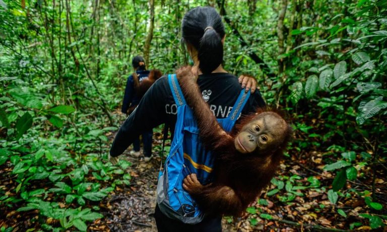 Ayudar a especies en peligro de extinción, durante el coronavirus 9 Ayudar a especies en peligro de extinción, durante el coronavirus