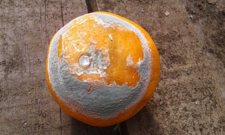 De naranjas y hormigas, como combatirlas con este cítrico 6 De naranjas y hormigas, como combatirlas con este cítrico