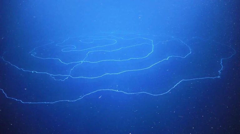 'Como un ovni en espiral': el animal más largo del mundo descubierto en aguas australianas 1 ‘Como un ovni en espiral’: el animal más largo del mundo descubierto en aguas australianas