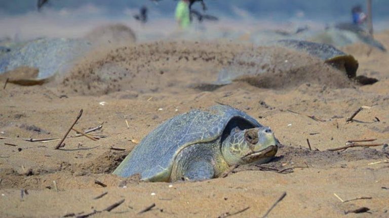 Miles de tortugas llegan a playas vacías para anidar 10 Miles de tortugas llegan a playas vacías para anidar