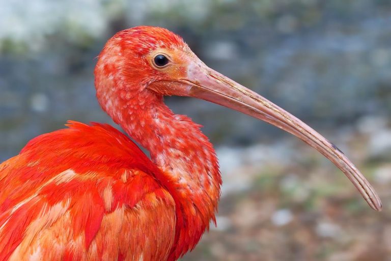 Peligro de extinción de especies en el sudeste asiático, por desaparición del turismo 5 Peligro de extinción de especies en el sudeste asiático, por desaparición del turismo