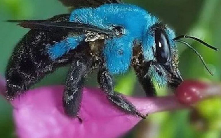 Una rara abeja azul, reaparece en Florida 1 Una rara abeja azul, reaparece en Florida