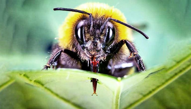 Evolución: los abejorros perforan las plantas, para hacerlas florecer antes 9 Evolución: los abejorros perforan las plantas, para hacerlas florecer antes