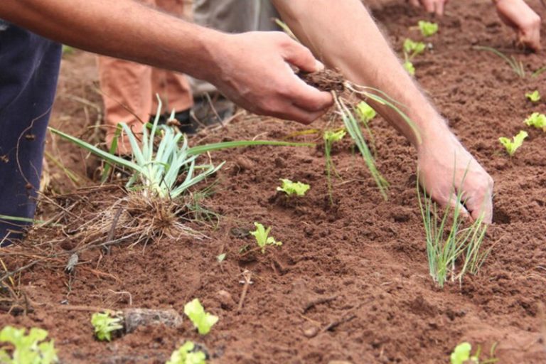 La agroecología solo podrá expandirse superando el capitalismo