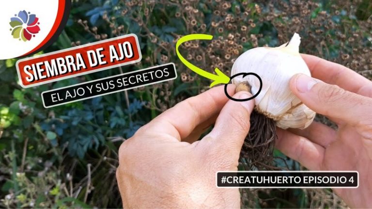 A sembrar ajo en otoño, estos son los secretos
