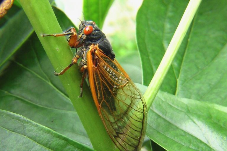 Millones de cigarras saldrán después de 17 años bajo tierra en EE.UU. 10 Millones de cigarras saldrán después de 17 años bajo tierra en EE.UU.