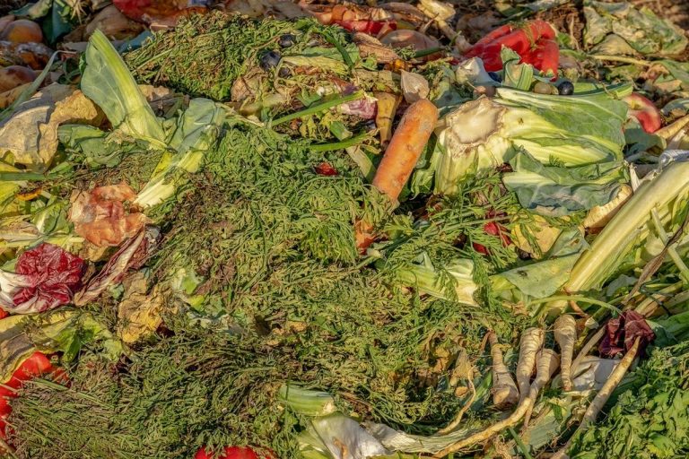 La tragedia de los desperdicios de alimentos 6 La tragedia de los desperdicios de alimentos
