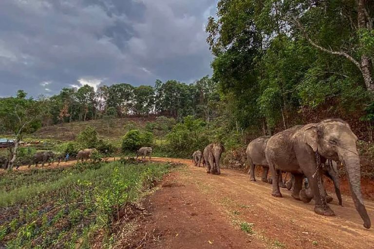 Devuelven elefantes a la naturaleza, por cierre de las atracciones turísticas en Tailandia 3 Devuelven elefantes a la naturaleza, por cierre de las atracciones turísticas en Tailandia