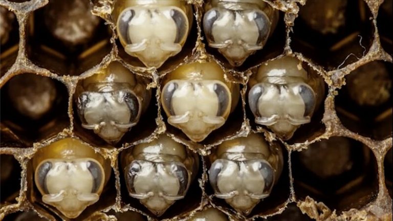 Junt@s, defendamos a las abejas 3 Junt@s, defendamos a las abejas