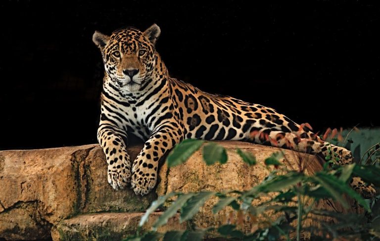 El colapso del ecoturismo amenaza a las comunidades y la vida silvestre 4 El colapso del ecoturismo amenaza a las comunidades y la vida silvestre