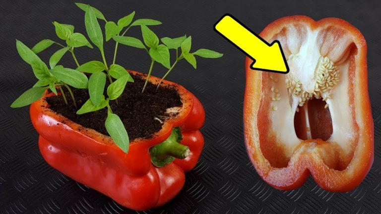 Cómo obtener semillas de frutos y vegetales comprados 1 Cómo obtener semillas de frutos y vegetales comprados