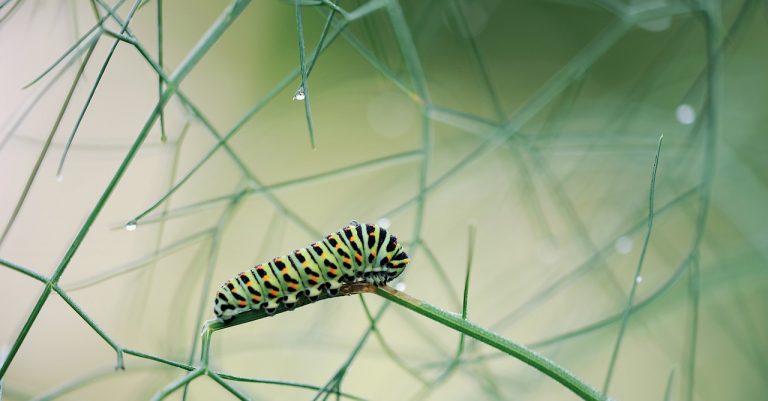 El apocalipsis de los insectos, podría revertirse 9 El apocalipsis de los insectos, podría revertirse