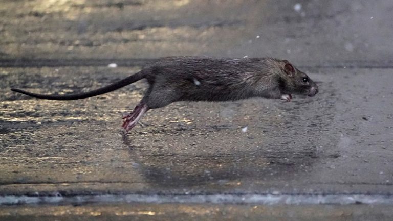 Las ratas se comportan de manera violenta durante la pandemia en EE.UU.