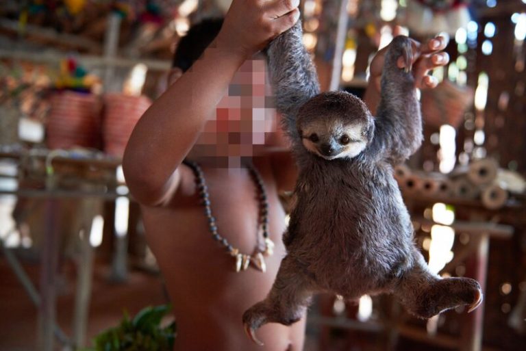 El costo del COVID-19 y un negocio millonario que destruye la vida silvestre 5 El costo del COVID-19 y un negocio millonario que destruye la vida silvestre