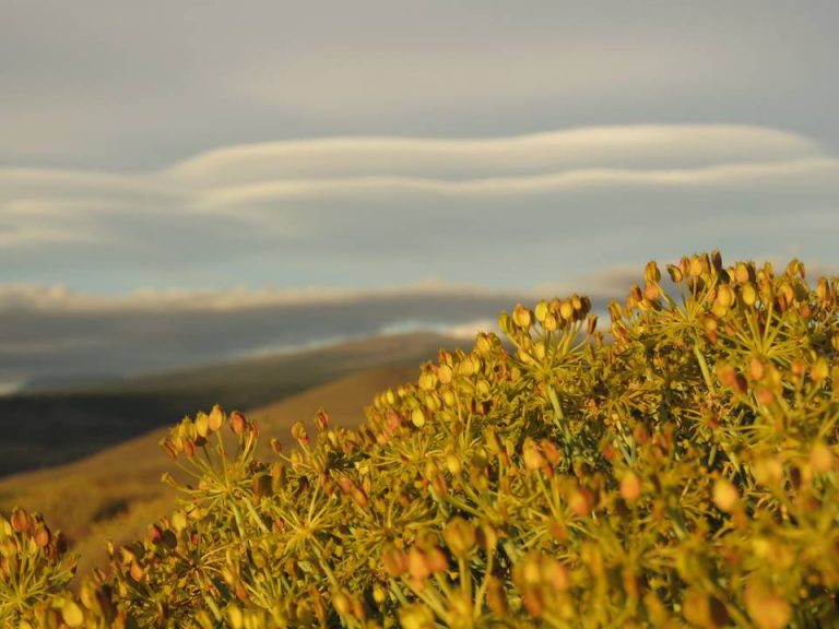 Una selva en la Patagonia que sobrevivió 18 millones de años 2 Una selva en la Patagonia que sobrevivió 18 millones de años