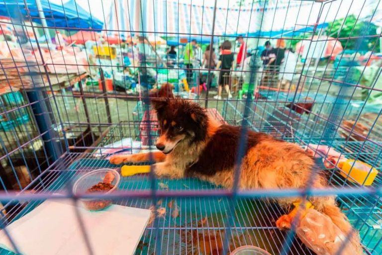 Perros y gatos ya no son comida. China los elimina oficialmente de la lista de animales comestibles 6 Perros y gatos ya no son comida. China los elimina oficialmente de la lista de animales comestibles