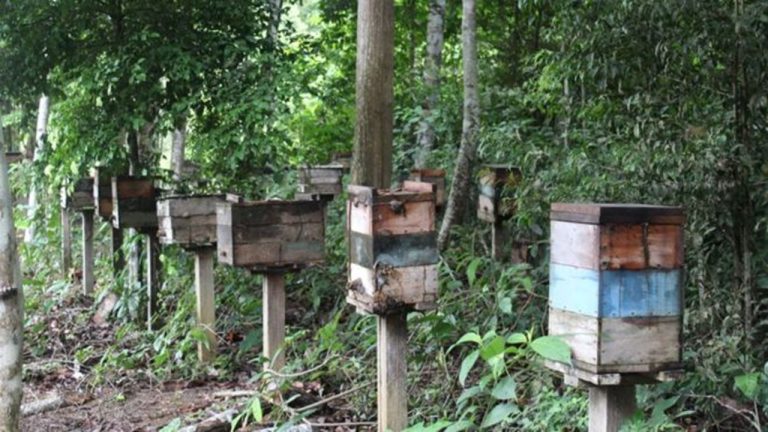 Cementerios de abejas en medio del Amazonas: deforestación y pesticidas asesinos 4 Cementerios de abejas en medio del Amazonas: deforestación y pesticidas asesinos