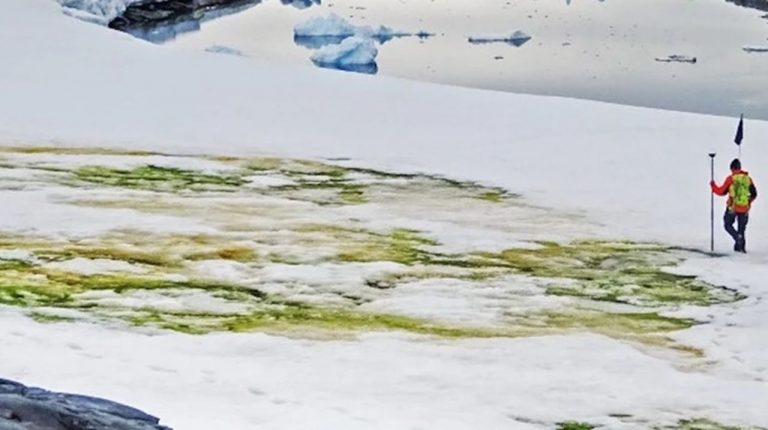 El cambio climático está volviendo verde la Antártida. Y no es cesped. 4 El cambio climático está volviendo verde la Antártida. Y no es cesped.