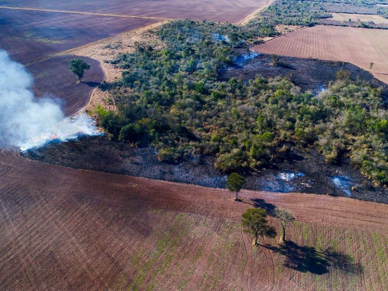El Chaco paraguayo marcado por la deforestación 9 El Chaco paraguayo marcado por la deforestación