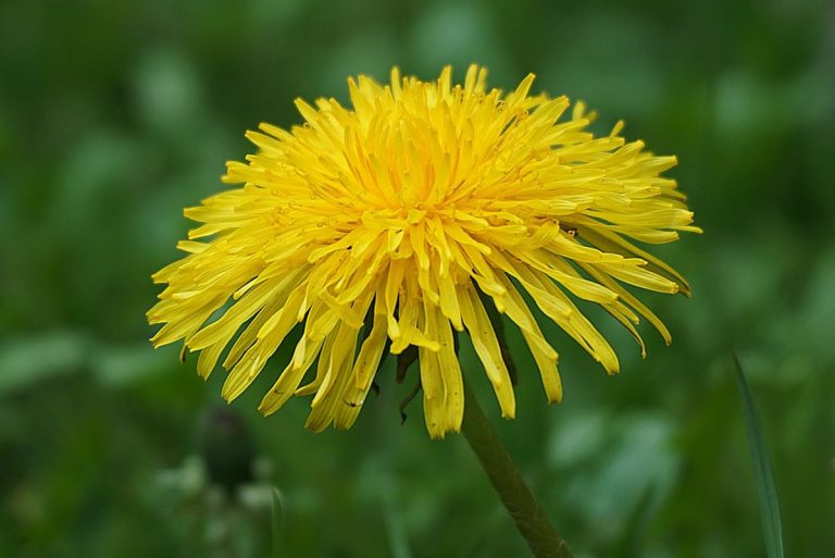 El diente de león debería estar en tu menú. 15 importantes razones 7 El diente de león debería estar en tu menú. 15 importantes razones