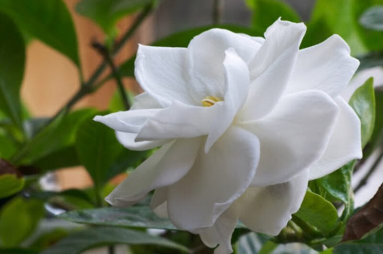 La gardenia poderosa como el valium para reducir el estrés y la ansiedad 6 La gardenia poderosa como el valium para reducir el estrés y la ansiedad