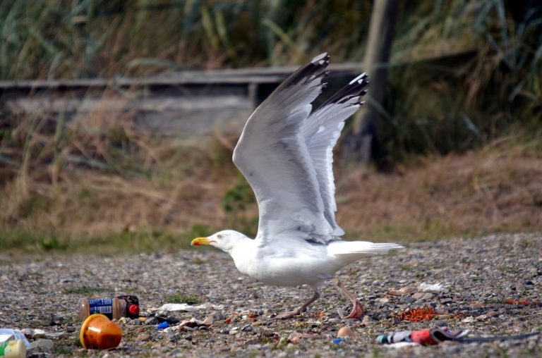 Investigación revela enormes cantidades de plástico en estómagos de aves de rapiña 8 Investigación revela enormes cantidades de plástico en estómagos de aves de rapiña
