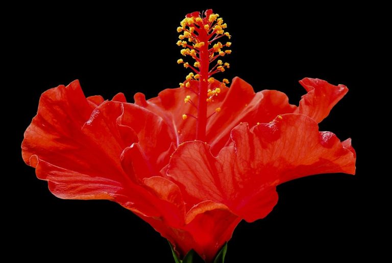 ¿Conoces el té de hibisco?. Está arrasando con el mundo del té 1 ¿Conoces el té de hibisco?. Está arrasando con el mundo del té
