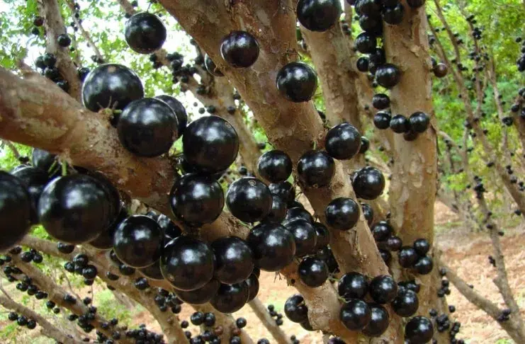jabuticaba, fruto exótico, salud