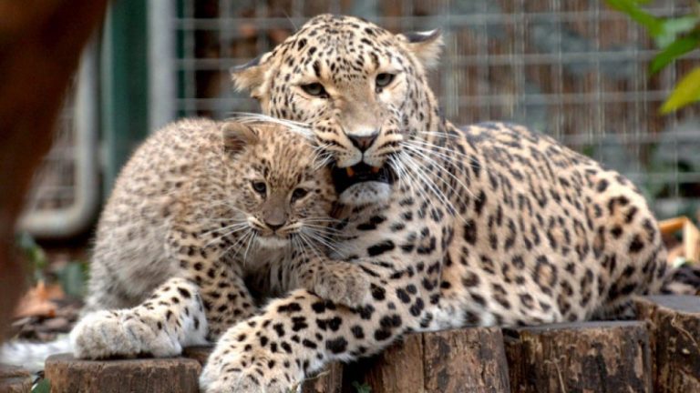 Última oportunidad para el magestuoso leopardo persa 2 Última oportunidad para el magestuoso leopardo persa