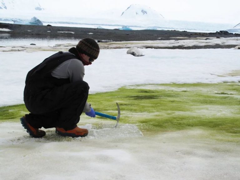 La ‘nieve verde’ de la Antártida está absorbiendo carbono del aire