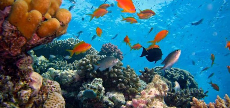 Qué son las peligrosas olas de calor marinas. ¿Qué efectos tienen? 7 Qué son las peligrosas olas de calor marinas. ¿Qué efectos tienen?
