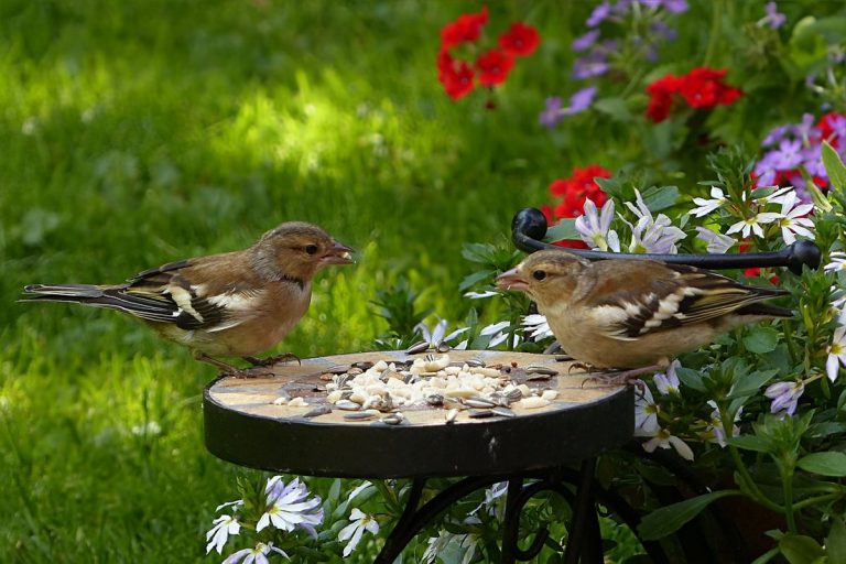 Cómo atraer pájaros a tu jardín: 5 consejos básicos 5 Cómo atraer pájaros a tu jardín: 5 consejos básicos