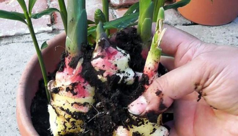 Cultivar jengibre en casa para la salud 1 Cultivar jengibre en casa para la salud
